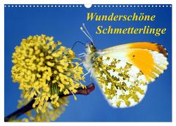 Wunderschöne Schmetterlinge (Wandkalender 2024 DIN A3 quer), CALVENDO Monatskalender von Reupert,  Lothar