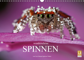 Wunderschöne Spinnen (Wandkalender 2020 DIN A3 quer) von Manuel Iglesias Nuñez,  Luis