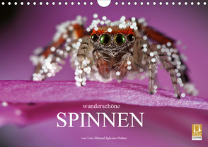 Wunderschöne Spinnen (Wandkalender 2020 DIN A4 quer) von Manuel Iglesias Nuñez,  Luis