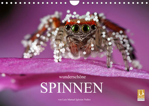 Wunderschöne Spinnen (Wandkalender 2022 DIN A4 quer) von Manuel Iglesias Nuñez,  Luis