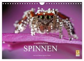 Wunderschöne Spinnen (Wandkalender 2024 DIN A4 quer), CALVENDO Monatskalender von Manuel Iglesias Nuñez,  Luis