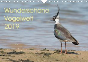Wunderschöne Vogelwelt (Wandkalender 2019 DIN A4 quer) von Najak,  Angela