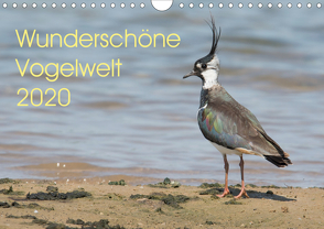 Wunderschöne Vogelwelt (Wandkalender 2020 DIN A4 quer) von Najak,  Angela