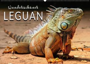Wunderschöner Leguan (Wandkalender 2018 DIN A2 quer) von Roder,  Peter
