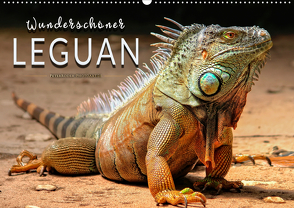 Wunderschöner Leguan (Wandkalender 2020 DIN A2 quer) von Roder,  Peter