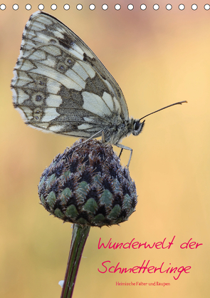 Wunderwelt der Schmetterlinge (Tischkalender 2021 DIN A5 hoch) von Rinke,  Andreas