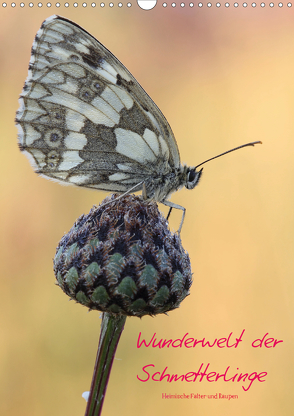 Wunderwelt der Schmetterlinge (Wandkalender 2020 DIN A3 hoch) von Rinke,  Andreas