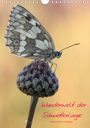 Wunderwelt der Schmetterlinge (Wandkalender 2020 DIN A4 hoch) von Rinke,  Andreas