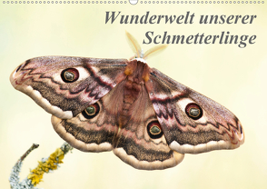 Wunderwelt unserer Schmetterlinge (Wandkalender 2021 DIN A2 quer) von Pelzer (Pelzer-Photography),  Claudia