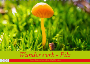 Wunderwerk – Pilz Eine Reise über den Waldboden (Wandkalender 2020 DIN A2 quer) von Sommer Fotografie,  Sven