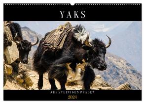 Yaks – auf steinigen Pfaden (Wandkalender 2024 DIN A2 quer), CALVENDO Monatskalender von Utz,  Renate