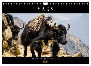 Yaks – auf steinigen Pfaden (Wandkalender 2024 DIN A4 quer), CALVENDO Monatskalender von Utz,  Renate