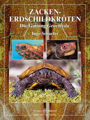 Zacken-Erdschildkröten von Schäfer,  Ingo