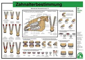 Zahnalterbestimmung von Deutsche Reiterliche Vereinigung e.V. (FN), Hertsch,  Bodo, Spenlen,  Uwe
