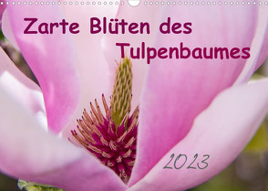 Zarte Blüten des Tulpenbaumes (Wandkalender 2023 DIN A3 quer) von Laage,  Elke