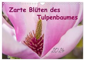 Zarte Blüten des Tulpenbaumes (Wandkalender 2024 DIN A4 quer), CALVENDO Monatskalender von Laage,  Elke