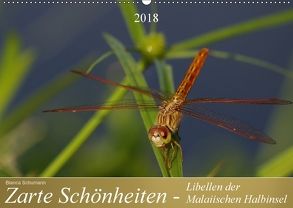 Zarte Schönheiten – Libellen der Malaiischen Halbinsel (Wandkalender 2018 DIN A2 quer) von Schumann,  Bianca