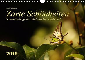 Zarte Schönheiten Schmetterlinge der Malaiischen Halbinsel (Wandkalender 2019 DIN A4 quer) von Schumann,  Bianca