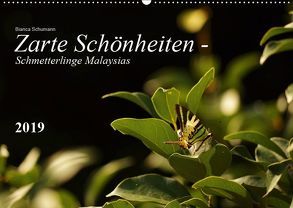 Zarte Schönheiten – Schmetterlinge MalaysiasCH-Version (Wandkalender 2019 DIN A2 quer) von Schumann,  Bianca