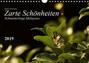 Zarte Schönheiten – Schmetterlinge MalaysiasCH-Version (Wandkalender 2019 DIN A4 quer) von Schumann,  Bianca