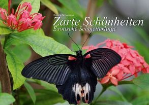 Zarte Schönheiten – Exotische Schmetterlinge (Tischaufsteller DIN A5 quer) von Schumann,  Bianca