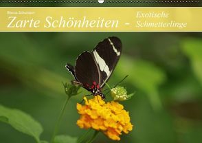 Zarte Schönheiten – Exotische Schmetterlinge (Wandkalender immerwährend DIN A2 quer) von Schumann,  Bianca