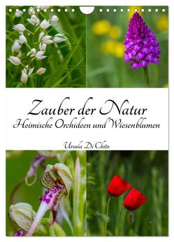 Zauber der Natur – Heimische Orchideen und Wiesenblumen (Wandkalender 2024 DIN A4 hoch), CALVENDO Monatskalender von Di Chito,  Ursula