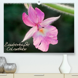 Zauberhafte Calanthen (Premium, hochwertiger DIN A2 Wandkalender 2022, Kunstdruck in Hochglanz) von Stenner,  Clemens