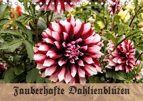 Zauberhafte Dahlienblüten (Tischkalender 2019 DIN A5 quer) von Schneller,  Helmut