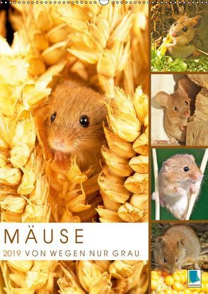 Zauberhafte Mäuse: Von wegen nur Grau (Wandkalender 2019 DIN A2 hoch) von CALVENDO