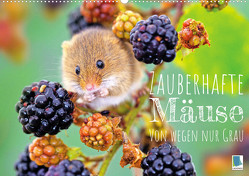 Zauberhafte Mäuse: Von wegen nur Grau (Wandkalender 2023 DIN A2 quer) von CALVENDO