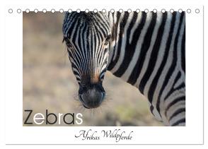 Zebras – Afrikas Wildpferde (Tischkalender 2024 DIN A5 quer), CALVENDO Monatskalender von van der Wiel,  Irma