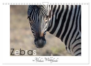 Zebras – Afrikas Wildpferde (Wandkalender 2024 DIN A4 quer), CALVENDO Monatskalender von van der Wiel,  Irma