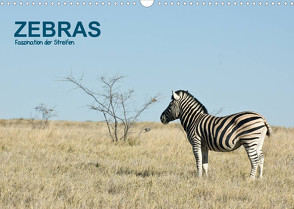 Zebras – Faszination der Streifen (Wandkalender 2022 DIN A3 quer) von Krebs,  Thomas