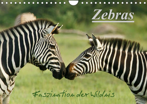 Zebras – Faszination der Wildnis (Wandkalender 2023 DIN A4 quer) von Haase,  Nadine