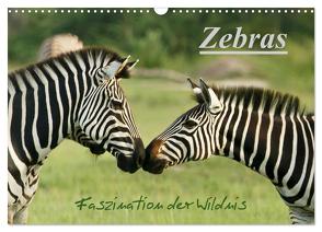 Zebras – Faszination der Wildnis (Wandkalender 2024 DIN A3 quer), CALVENDO Monatskalender von Haase,  Nadine
