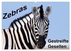 Zebras – Gestreifte Gesellen (Wandkalender 2024 DIN A2 quer), CALVENDO Monatskalender von Stern,  Angelika