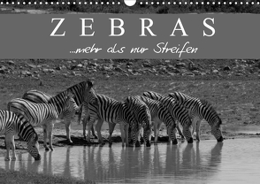 Zebras – Mehr als nur Streifen (Wandkalender 2021 DIN A3 quer) von Pavlowsky Photography,  Markus