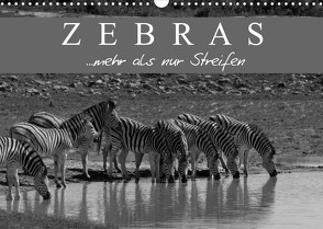 Zebras – Mehr als nur Streifen (Wandkalender 2023 DIN A3 quer) von Pavlowsky Photography,  Markus