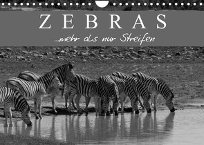 Zebras – Mehr als nur Streifen (Wandkalender 2023 DIN A4 quer) von Pavlowsky Photography,  Markus