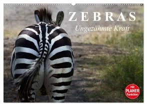 Zebras – Ungezähmte Kraft (Wandkalender 2024 DIN A2 quer), CALVENDO Monatskalender von Stanzer,  Elisabeth