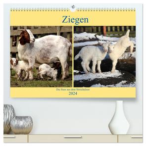 Ziegen – Die Stars aus dem Streichelzoo (hochwertiger Premium Wandkalender 2024 DIN A2 quer), Kunstdruck in Hochglanz von Klatt,  Arno
