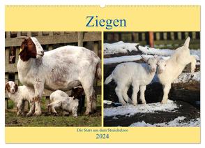 Ziegen – Die Stars aus dem Streichelzoo (Wandkalender 2024 DIN A2 quer), CALVENDO Monatskalender von Klatt,  Arno