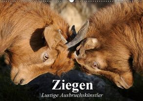 Ziegen. Lustige Ausbruchskünstler (Wandkalender 2019 DIN A2 quer) von Stanzer,  Elisabeth