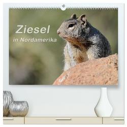 Ziesel in Nordamerika (hochwertiger Premium Wandkalender 2024 DIN A2 quer), Kunstdruck in Hochglanz von Wilczek,  Dieter