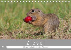 Ziesel – Kleine Kobolde in der Steppe (Tischkalender 2019 DIN A5 quer) von Trunk,  Alfred