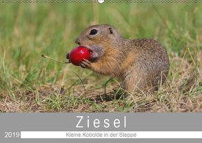 Ziesel – Kleine Kobolde in der Steppe (Wandkalender 2019 DIN A2 quer) von Trunk,  Alfred