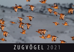 Zugvögel 2021 von Quelle & Meyer Verlag