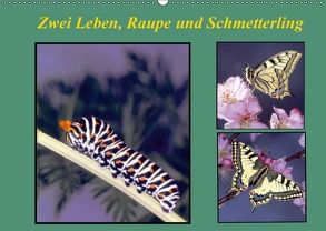 Zwei Leben, Raupe und Schmetterling (Wandkalender 2018 DIN A2 quer) von Reupert,  Lothar