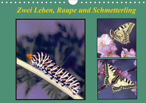 Zwei Leben, Raupe und Schmetterling (Wandkalender 2020 DIN A4 quer) von Reupert,  Lothar